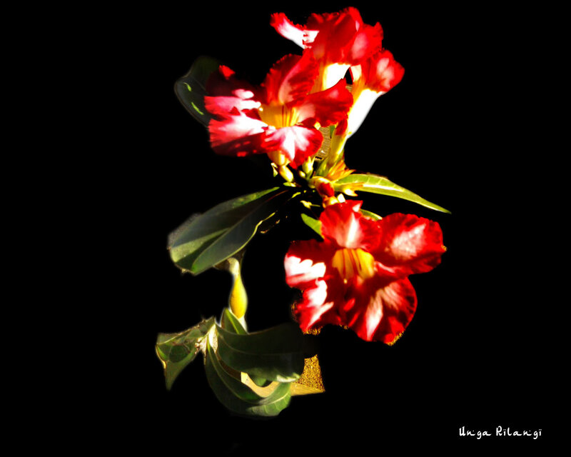 Red Desert Rose Flower