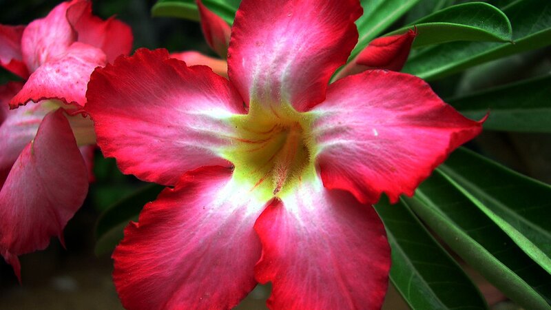 Red Desert Rose Flower — Vibrant, Photograph