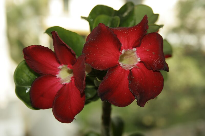 Red desert rose flowers