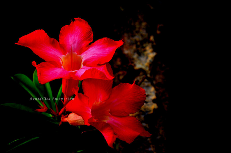 Red Desert Rose Flowers — Dramatic