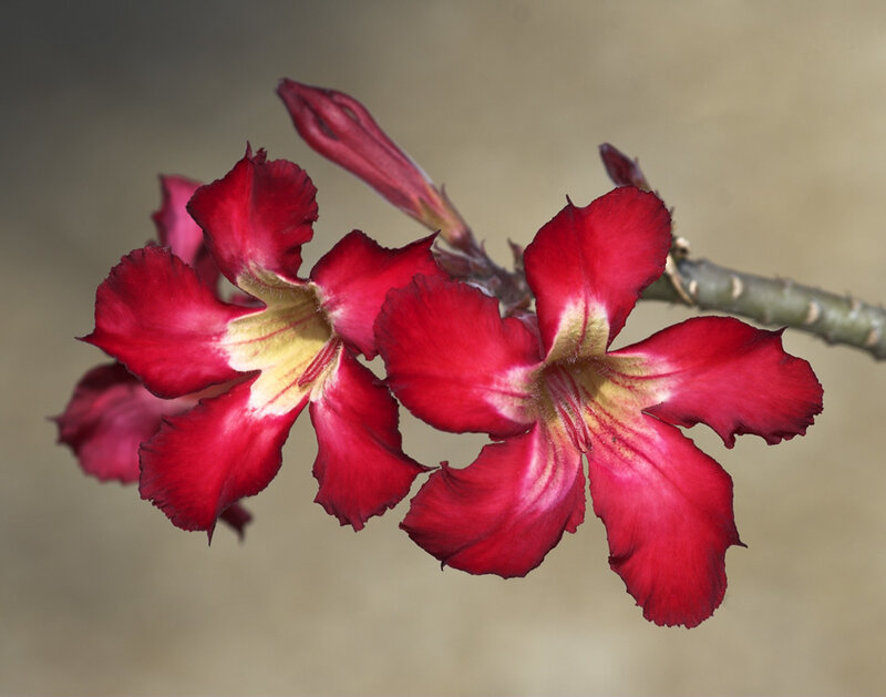 Red desert rose flowers