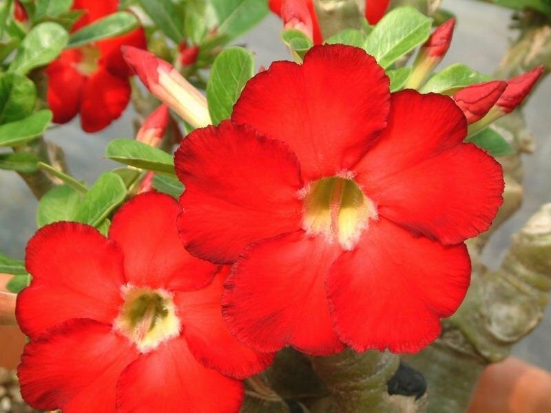 Red Desert Rose Flowers — Vibrant