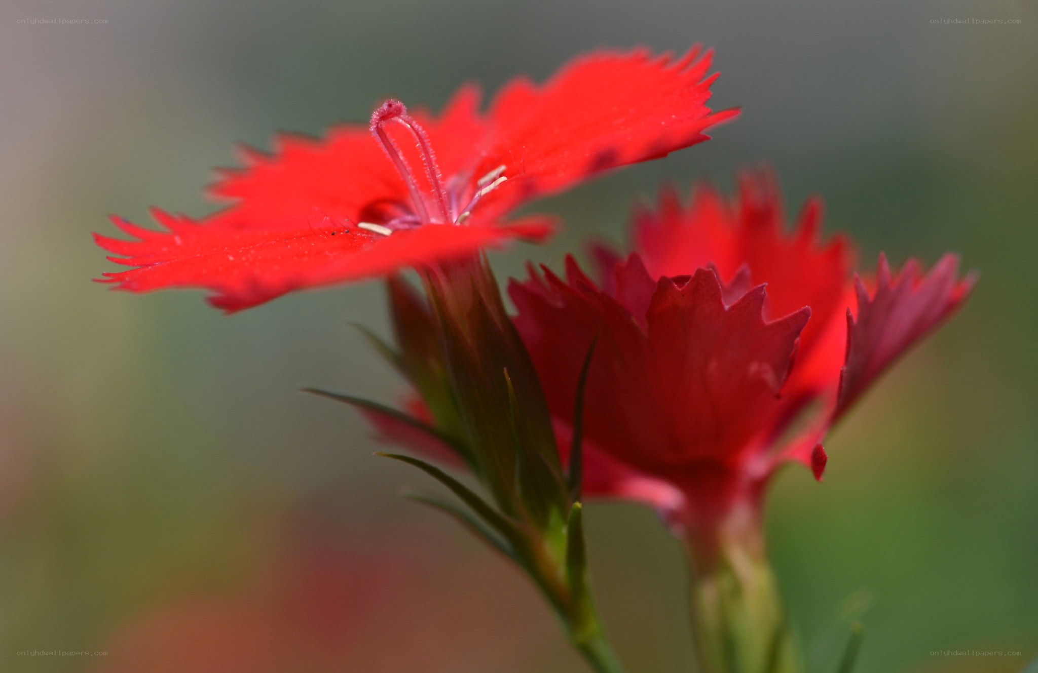 Red dianthus flower close-up