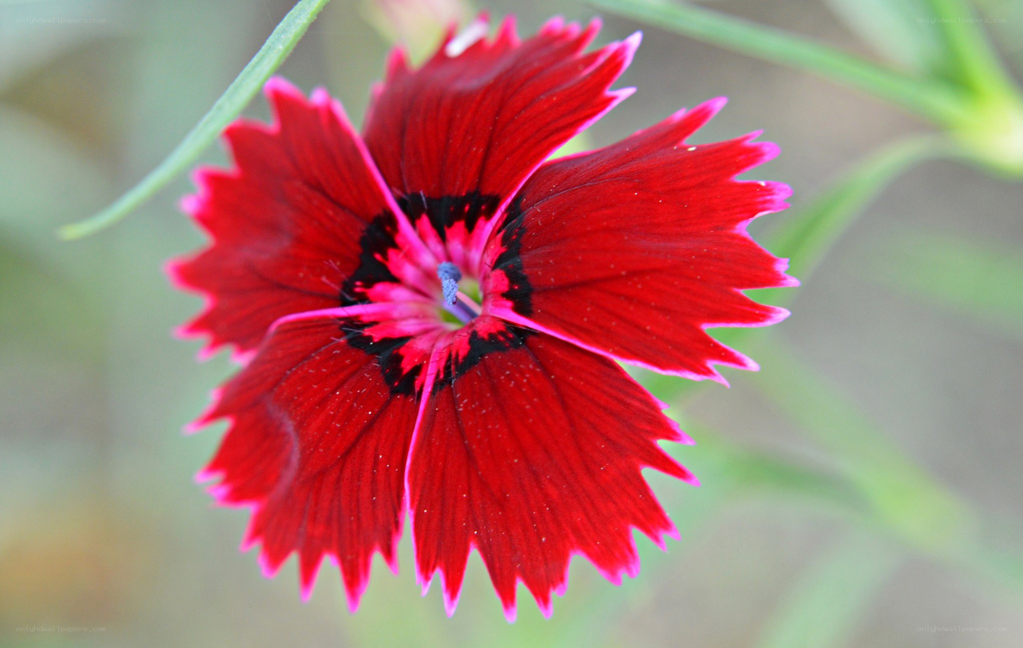 Red dianthus flower close-up