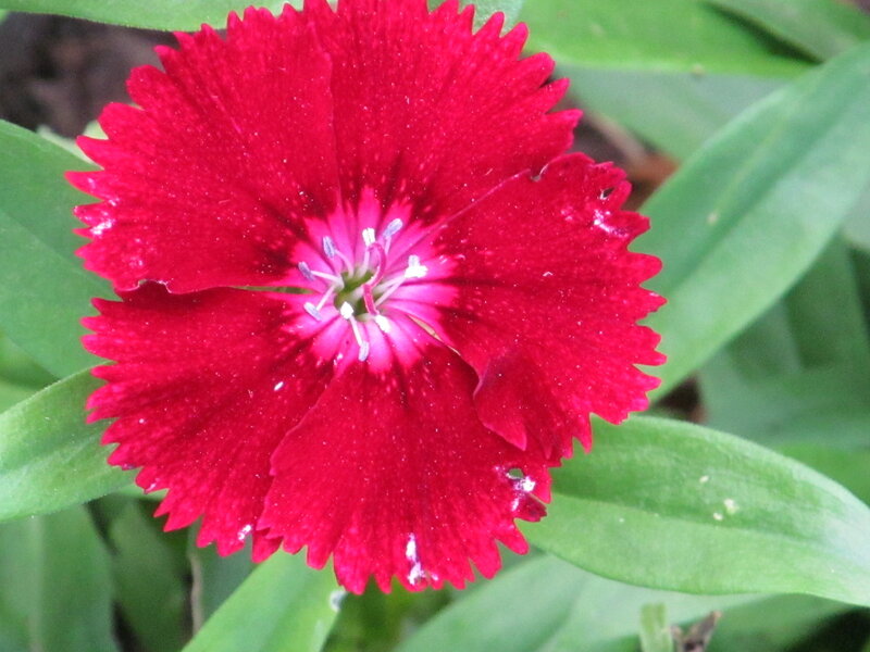 Red Dianthus Flower — Natural, Afternoon