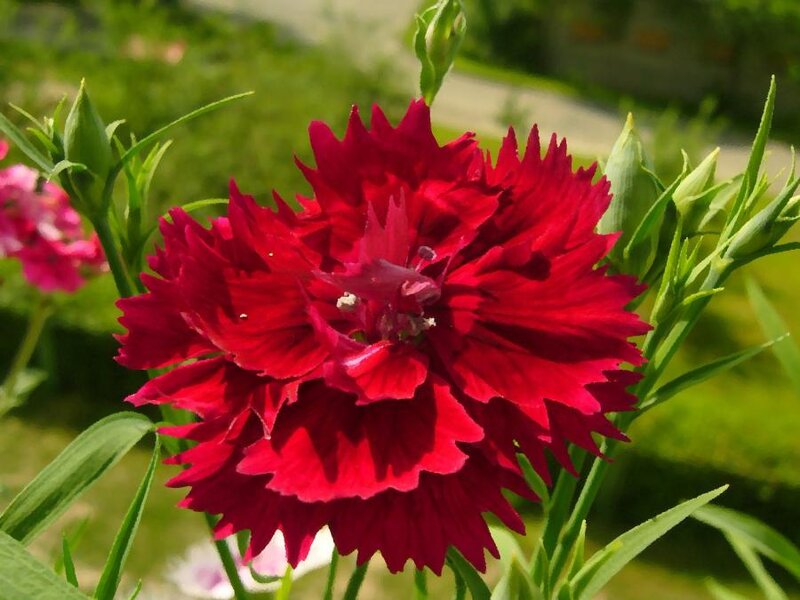 Red Dianthus Flower — Natural