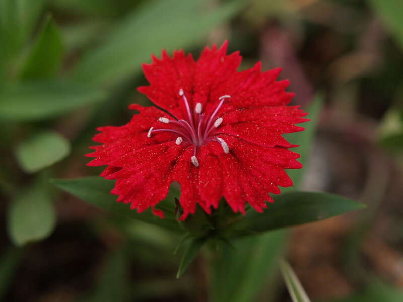 Red Dianthus Flower
