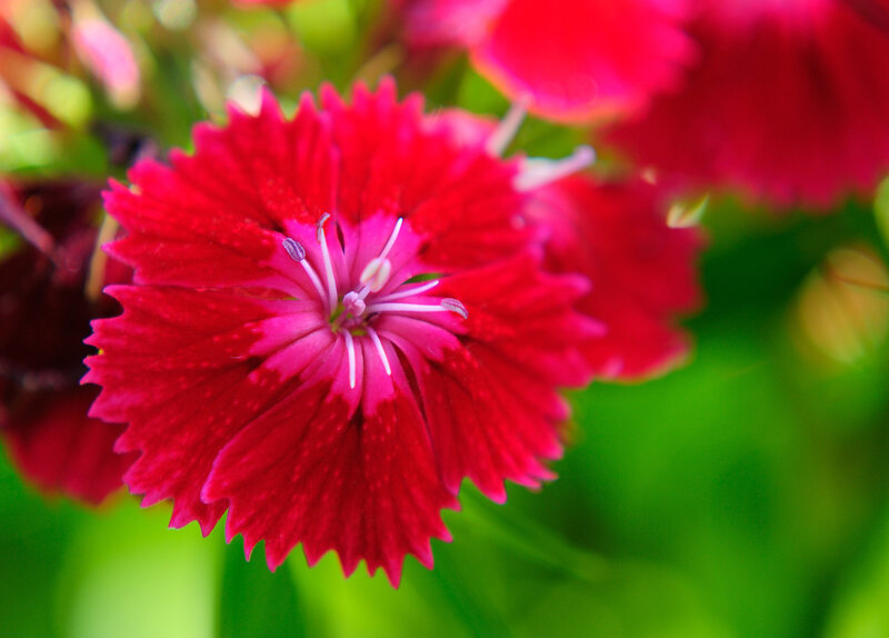 Red Dianthus Flower — Vibrant, Spring