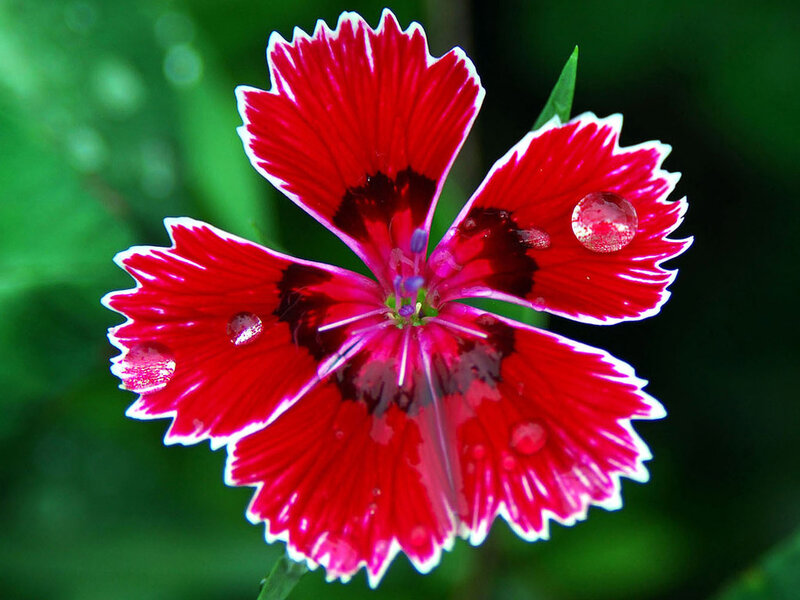 Red Dianthus Flower — Vibrant