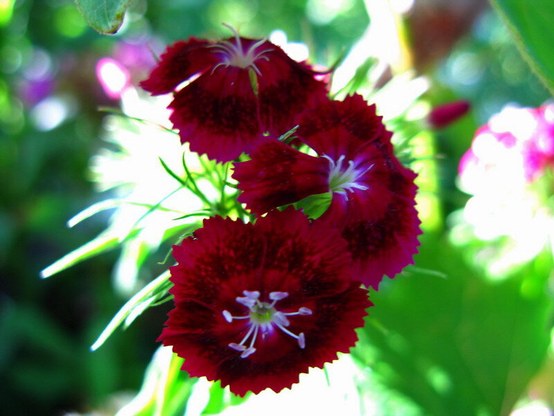 Red Dianthus Flowers — Bright
