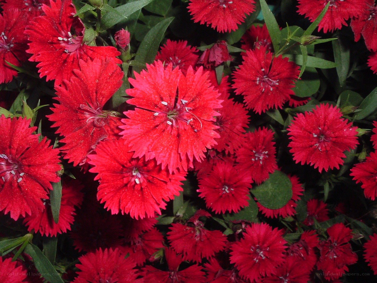 Red dianthus flowers in bloom