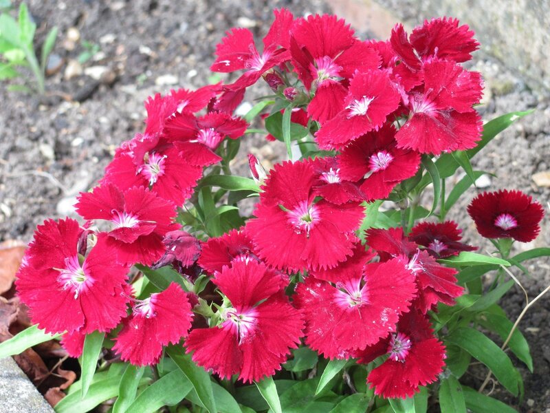 Red dianthus flowers in bloom
