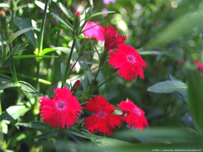 Red Dianthus Flowers — Natural, Afternoon