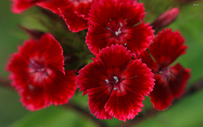 Red Dianthus Flowers — Natural, Photograph