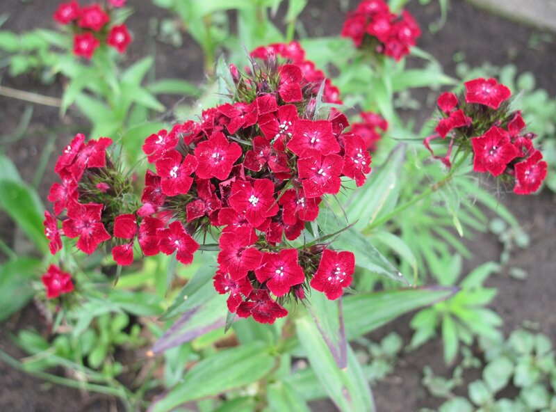 Red Dianthus Flowers — Natural, Summer