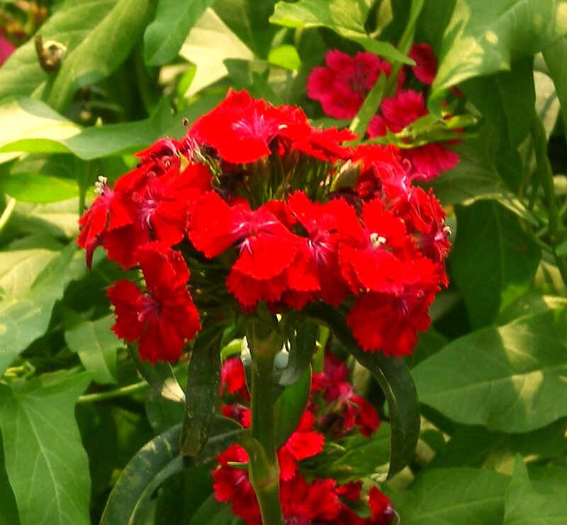 Red Dianthus Flowers — Natural