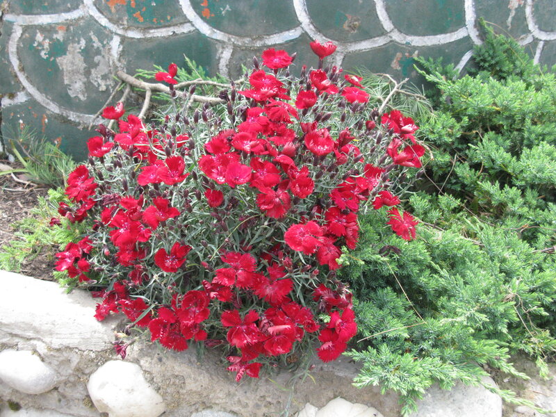 Red Dianthus Flowers