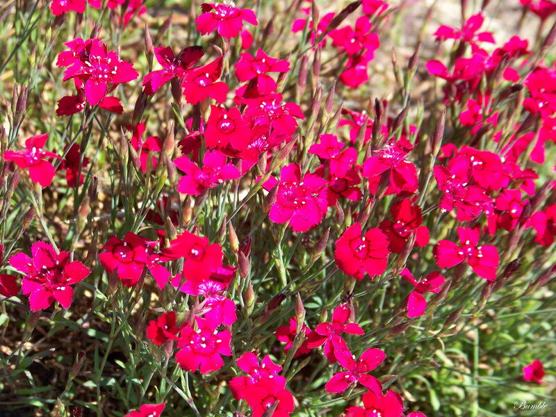 Red Dianthus Flowers — Vibrant, Afternoon