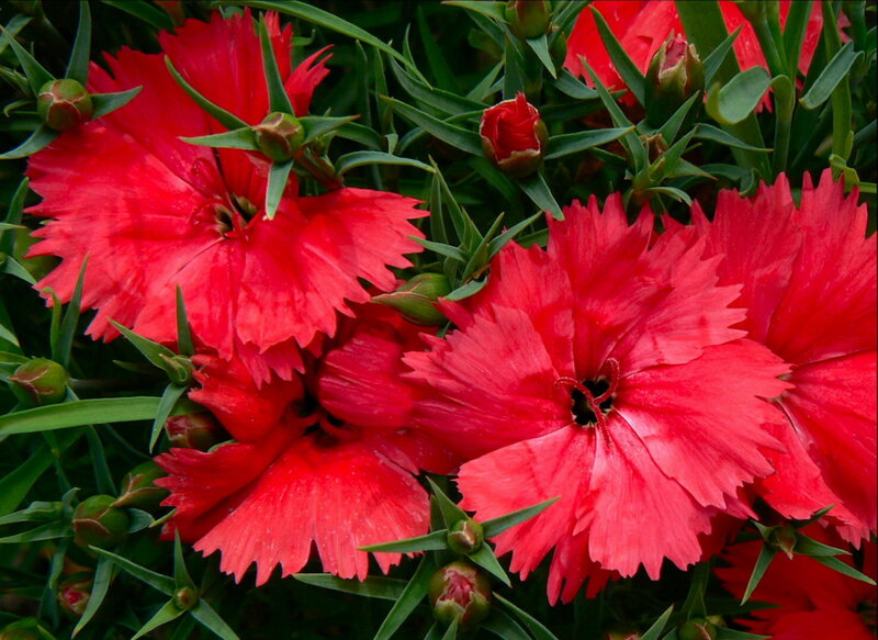 Red Dianthus Flowers — Vibrant, Spring, Photograph