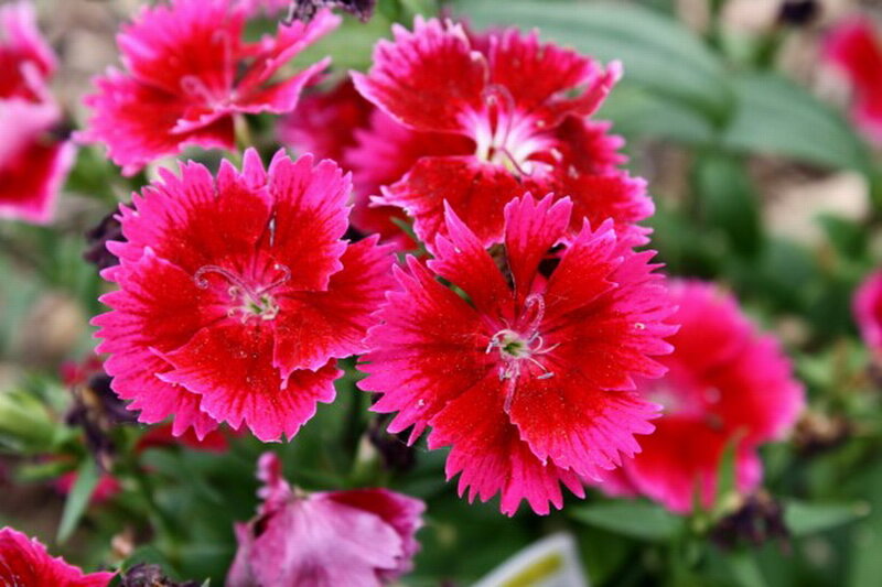 Red Dianthus Flowers — Vibrant, Spring