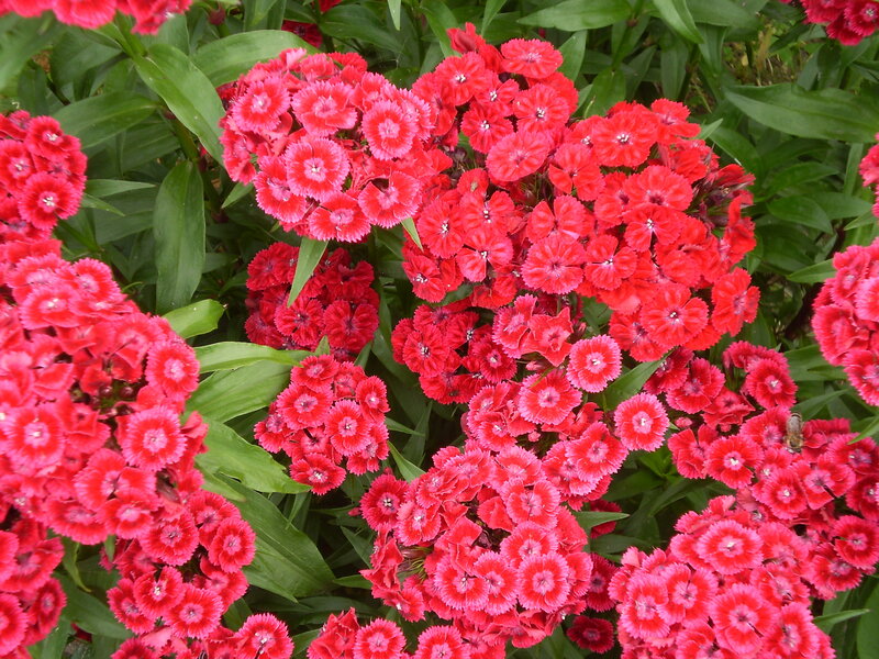 Red Dianthus Flowers — Vibrant