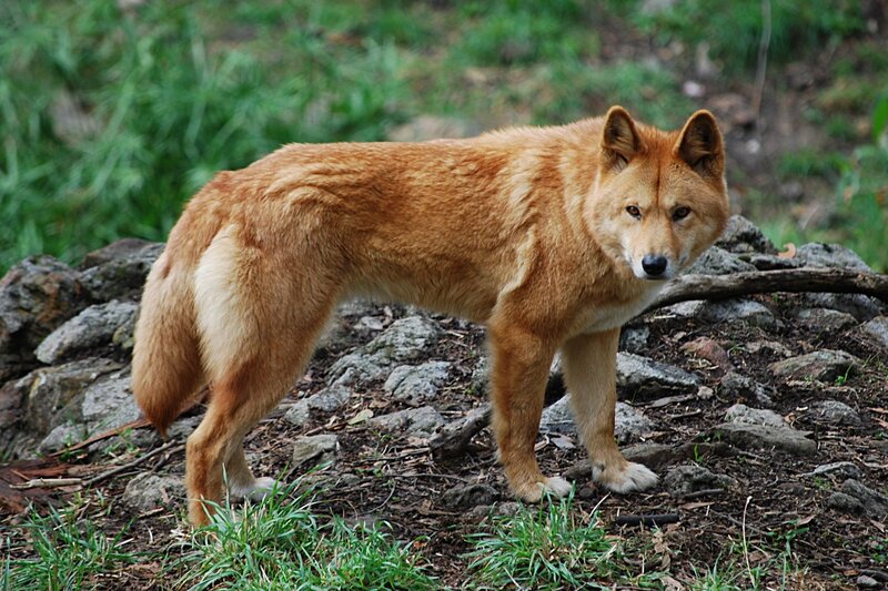 Red Dingo Standing — Brown