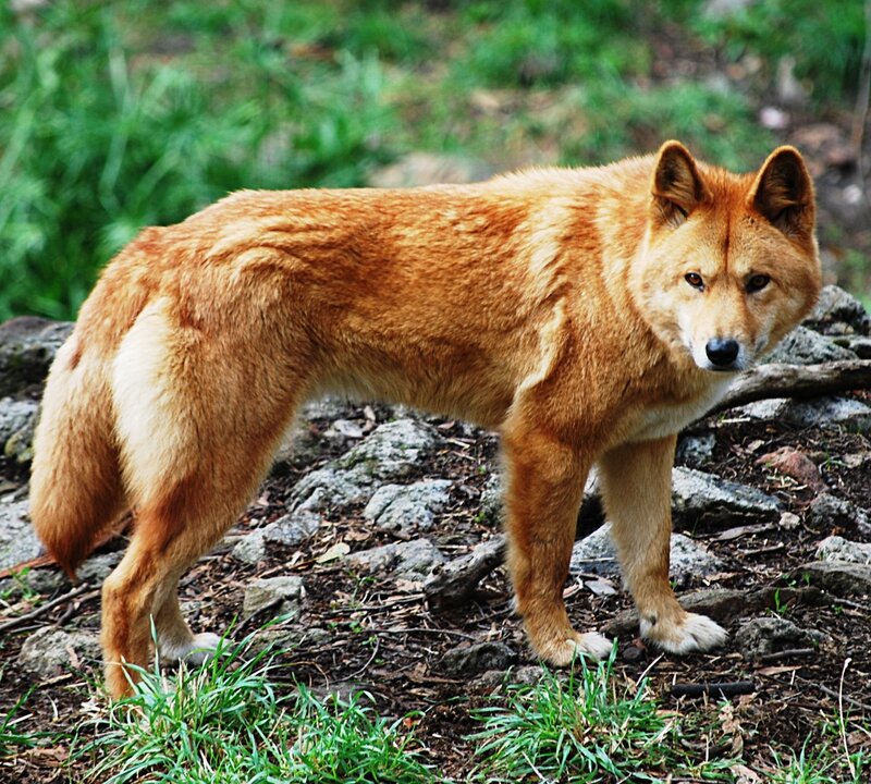 Red Dingo Standing