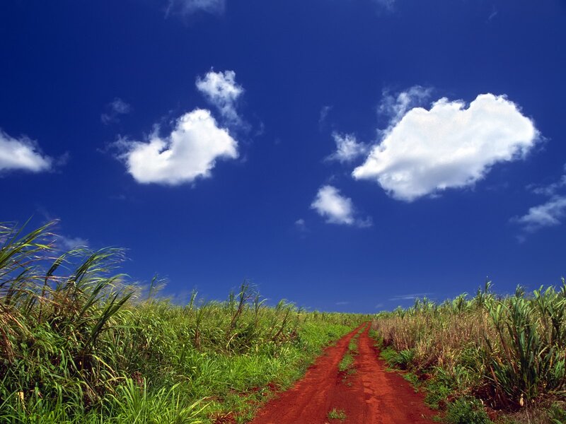 Red dirt path through sugarcane fields