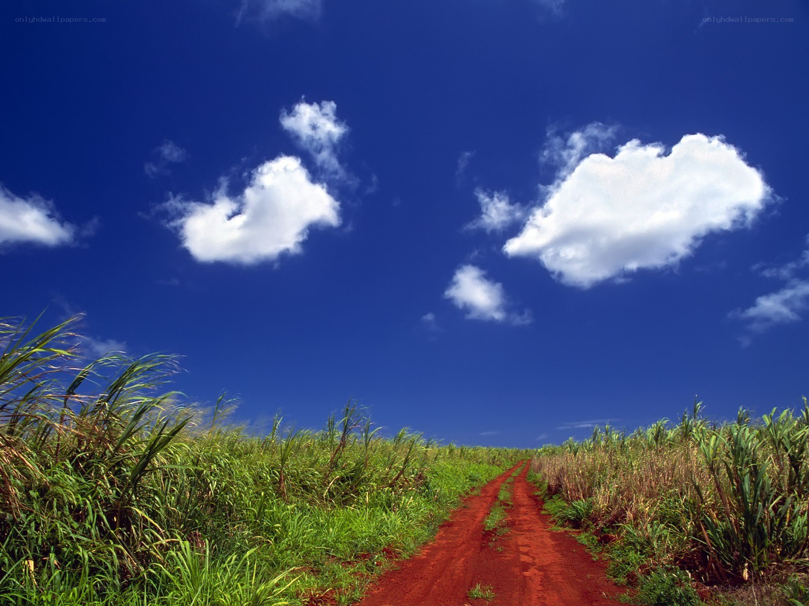 Red dirt path through sugarcane fields