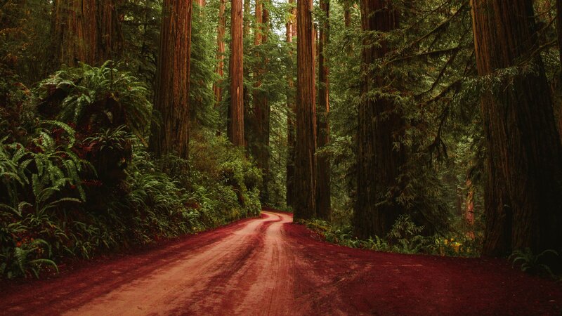 Red Dirt Road in Forest