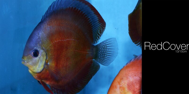 Red Discus Fish — Blue