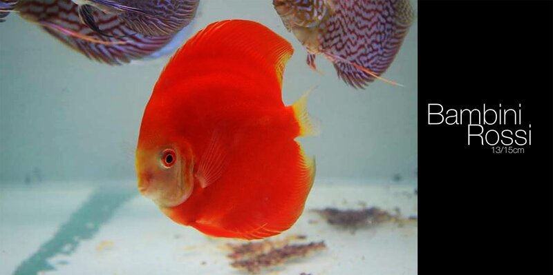 Red Discus Fish — Calm, Photograph, Aquarium