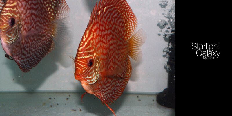 Red Discus Fish — Calm, Photograph, Fish Tank, Bubbles