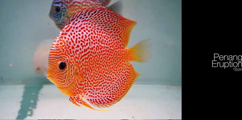 Red Discus Fish — Calm, Photograph, Fish Tank