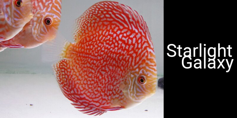 Red Discus Fish — Calm, Photograph, Text