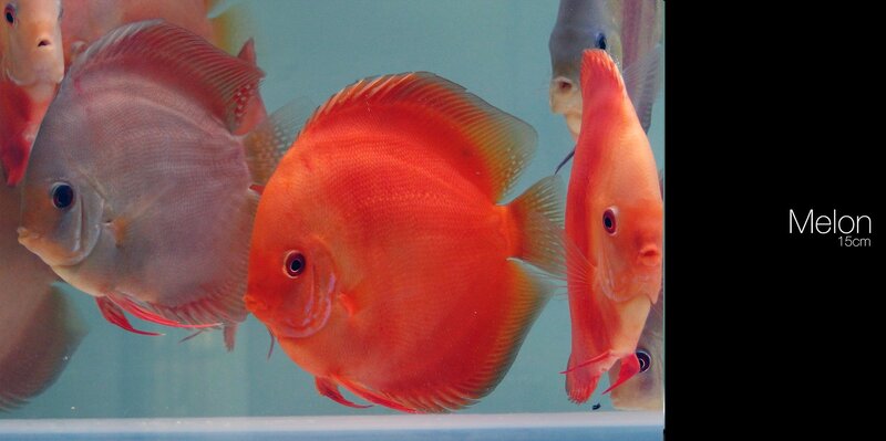 Red Discus Fish — Calm
