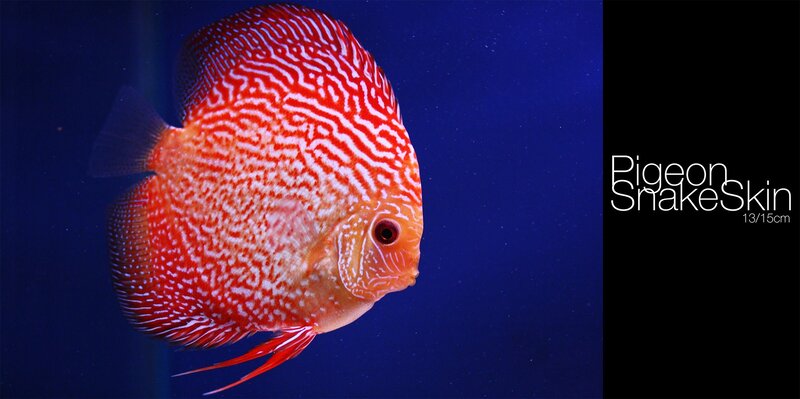 Red Discus Fish — Dramatic