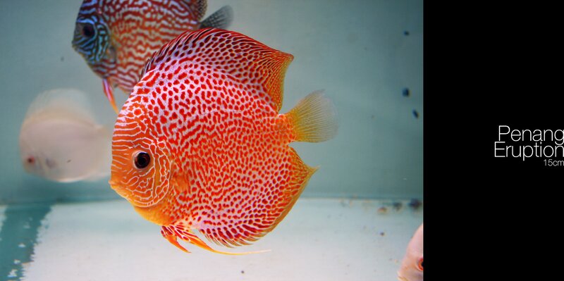 Red Discus Fish — Orange, Calm, Photograph
