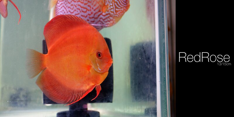 Red Discus Fish — Orange, Calm