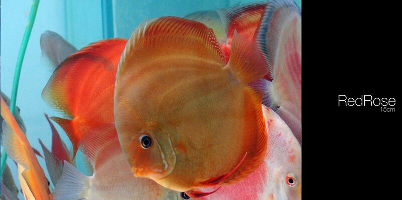 Red Discus Fish — Orange