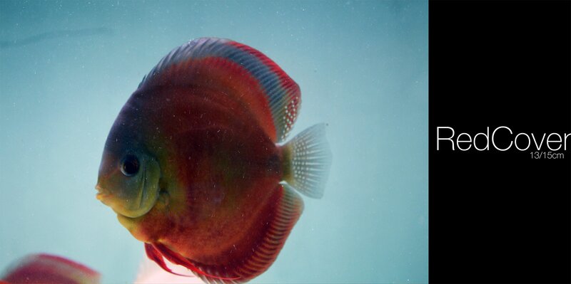 Red Discus Fish — Serene