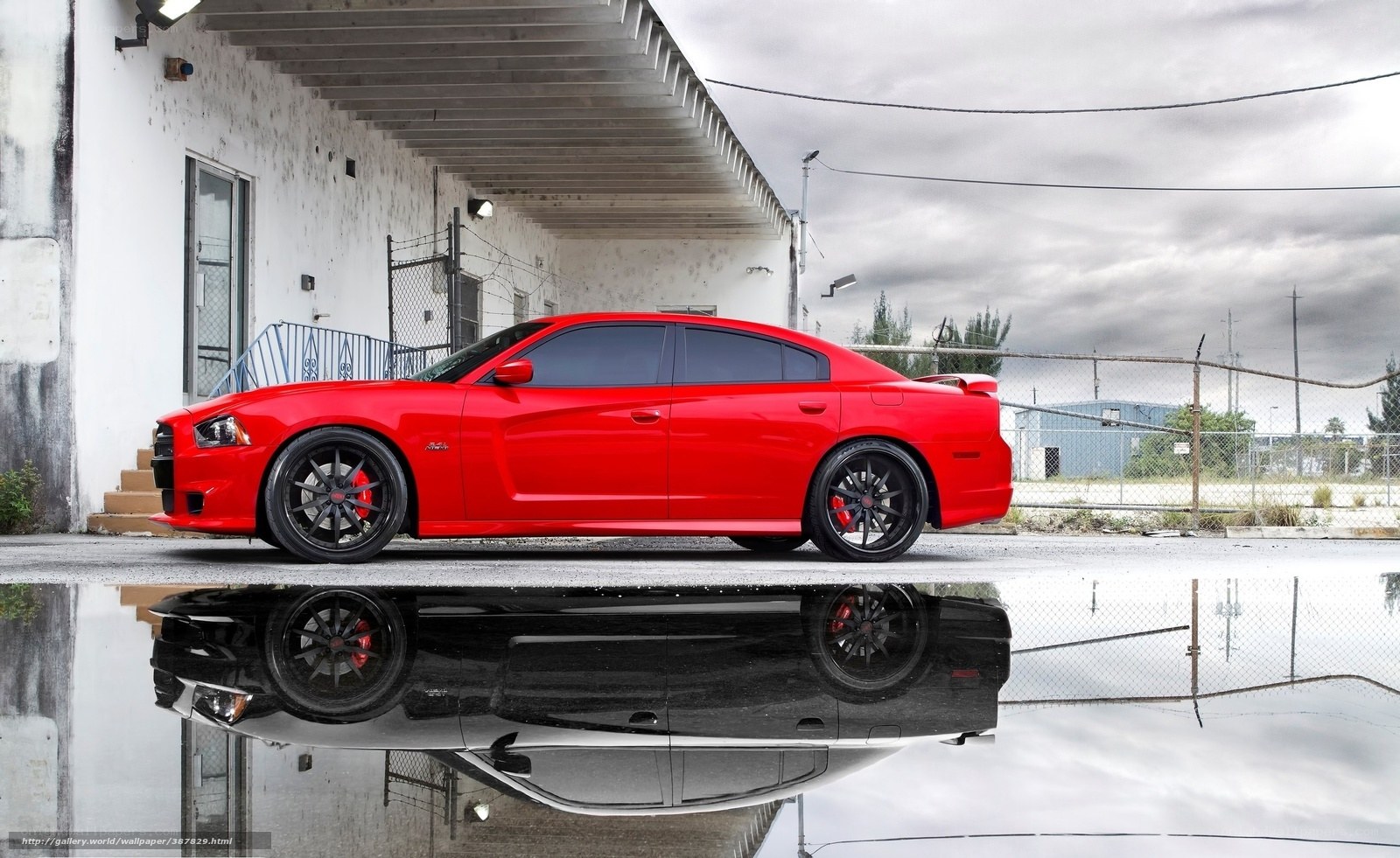 Red Dodge Charger in puddle