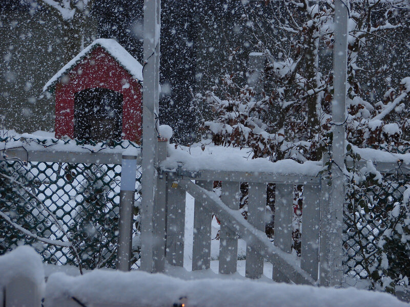 Red Dog House in Snow