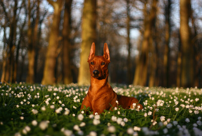 Red Dog in Flowers — Brown