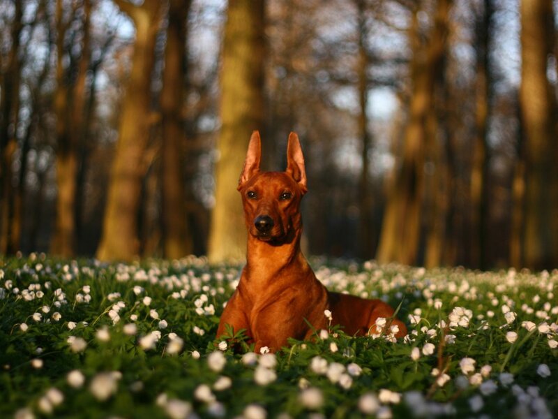 Red Dog in Flowers