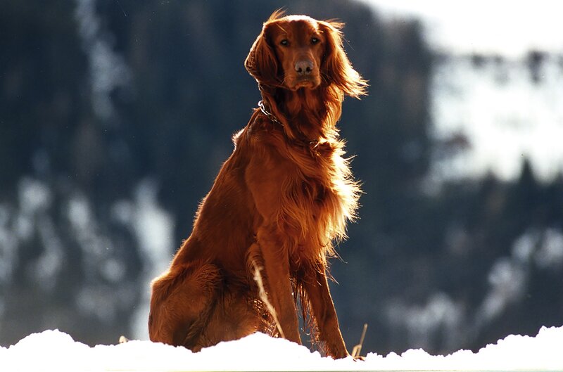 Red dog in snowy landscape