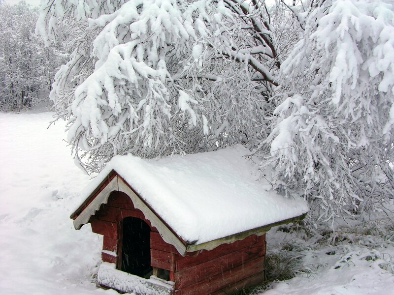 Red Doghouse in Snow