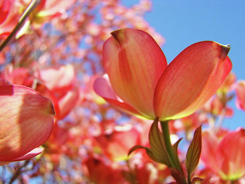 Red Dogwood Flowers