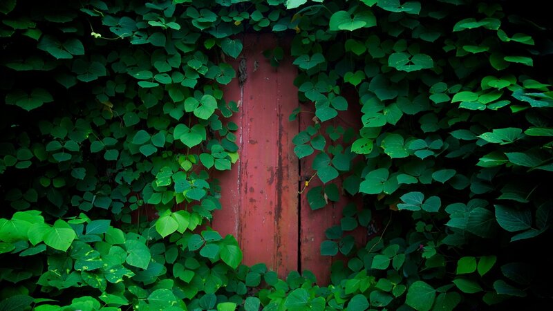 Red door covered in green vines