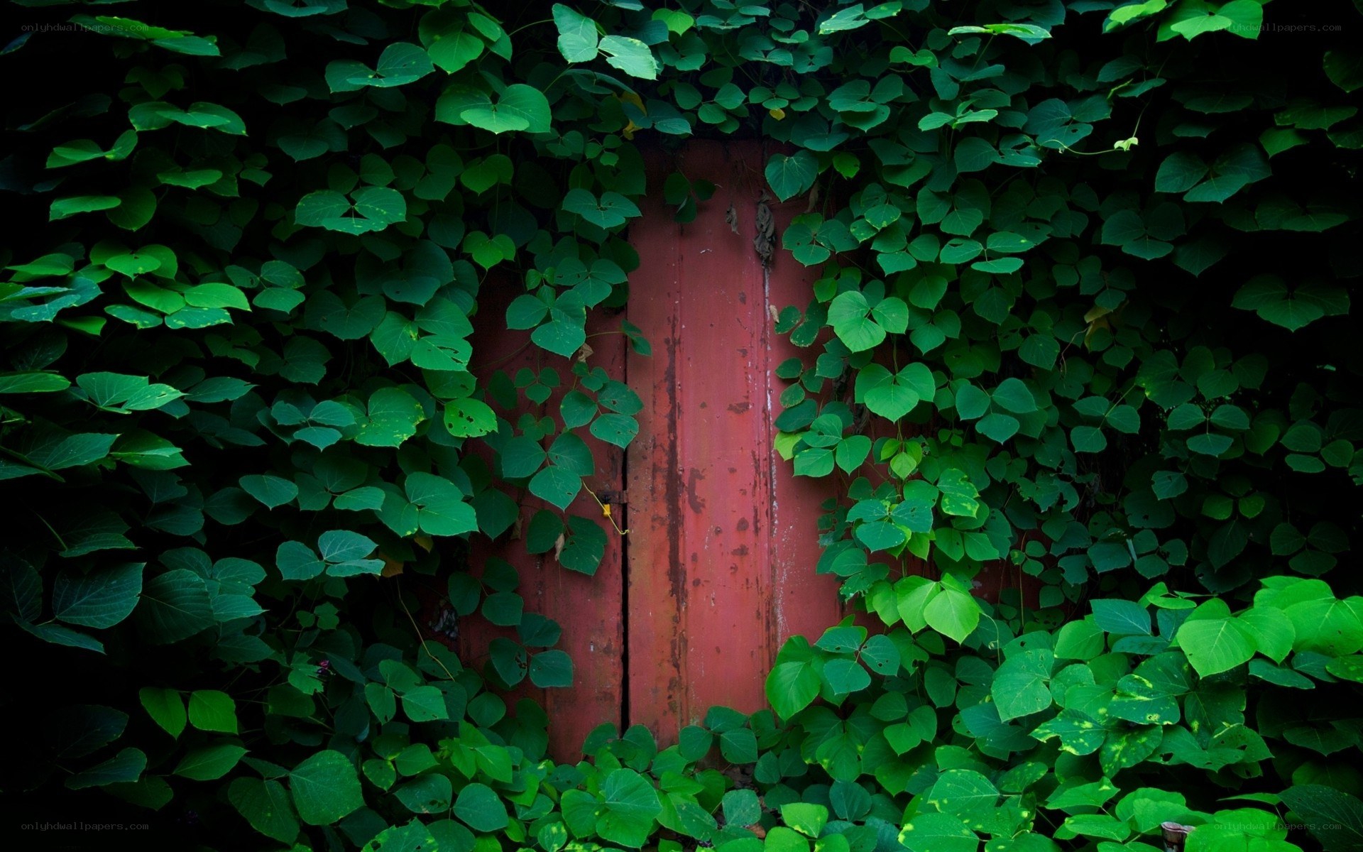 Red door covered in ivy